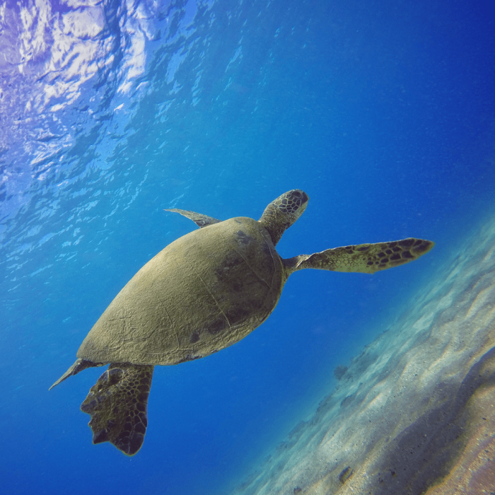 Набор фильтров для воды PolarPro Aqua GoPro Hero 5/Hero 6 Black 3шт