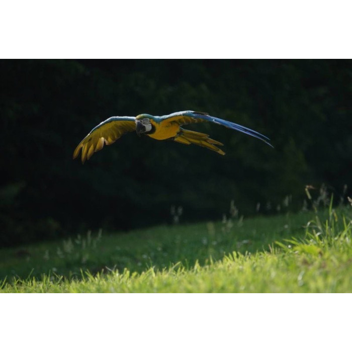 Sony Cyber-Shot RX10 MkIV